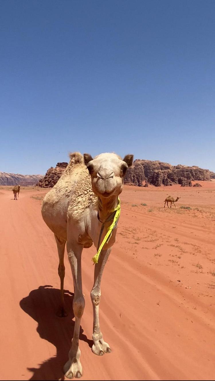 Wadi Rum Bedouin Heart Camp מראה חיצוני תמונה