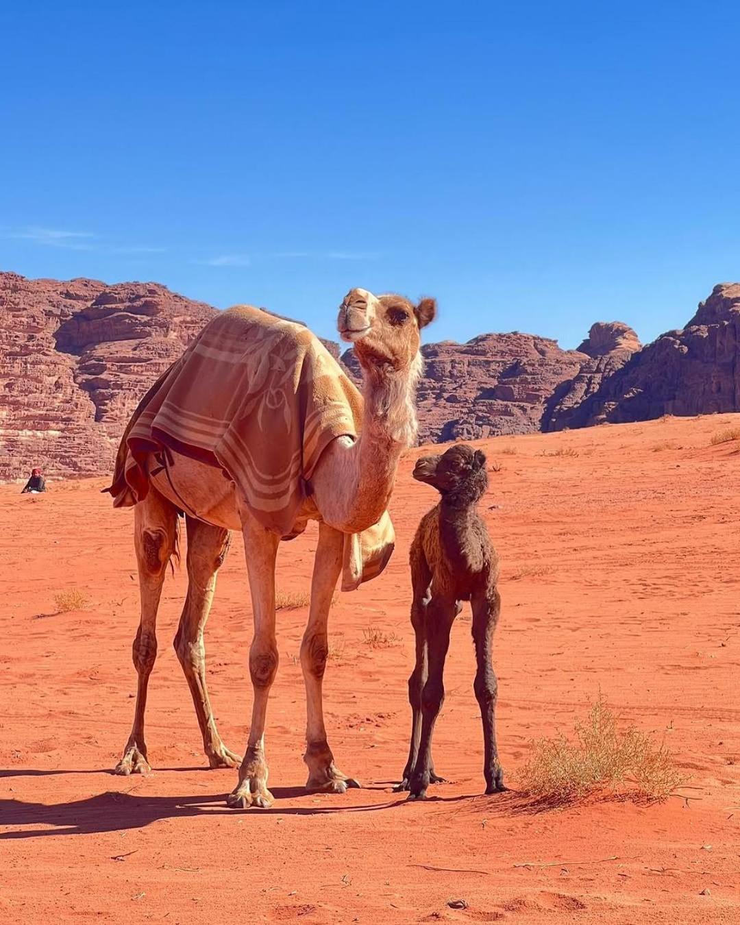 Wadi Rum Bedouin Heart Camp מראה חיצוני תמונה